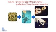 Brief introduction on the Artemia cyst hatching process and its use in hatchery feeding