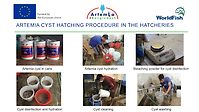Artemia cyst hatching and application in shrimp and prawn hatcheries in Bangladesh