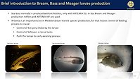 Use of Artemia in sea bream, sea bass and meager larvae production