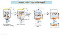 Use of Artemia cysts in crustacean hatcheries in the Mekong Delta, Vietnam
