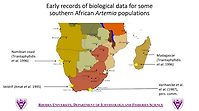 History of Artemia activities in South Africa