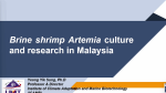 Brine shrimp Artemia culture and research in Malaysia