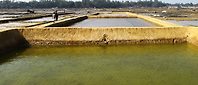 Bangladesh farmers transform salt farming with Artemia integration