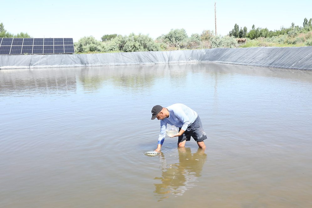 Artemia / snakehead farmer Ayapbergen Ajimuratov. Photo courtesy of UNDP Uzbekistan.