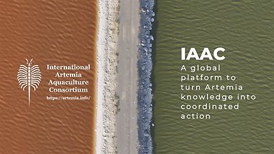 The International Artemia Aquaculture Consortium
