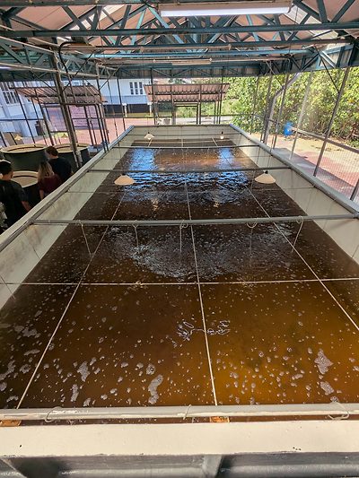 Artemia biomass tank, UMT Artemia hatchery