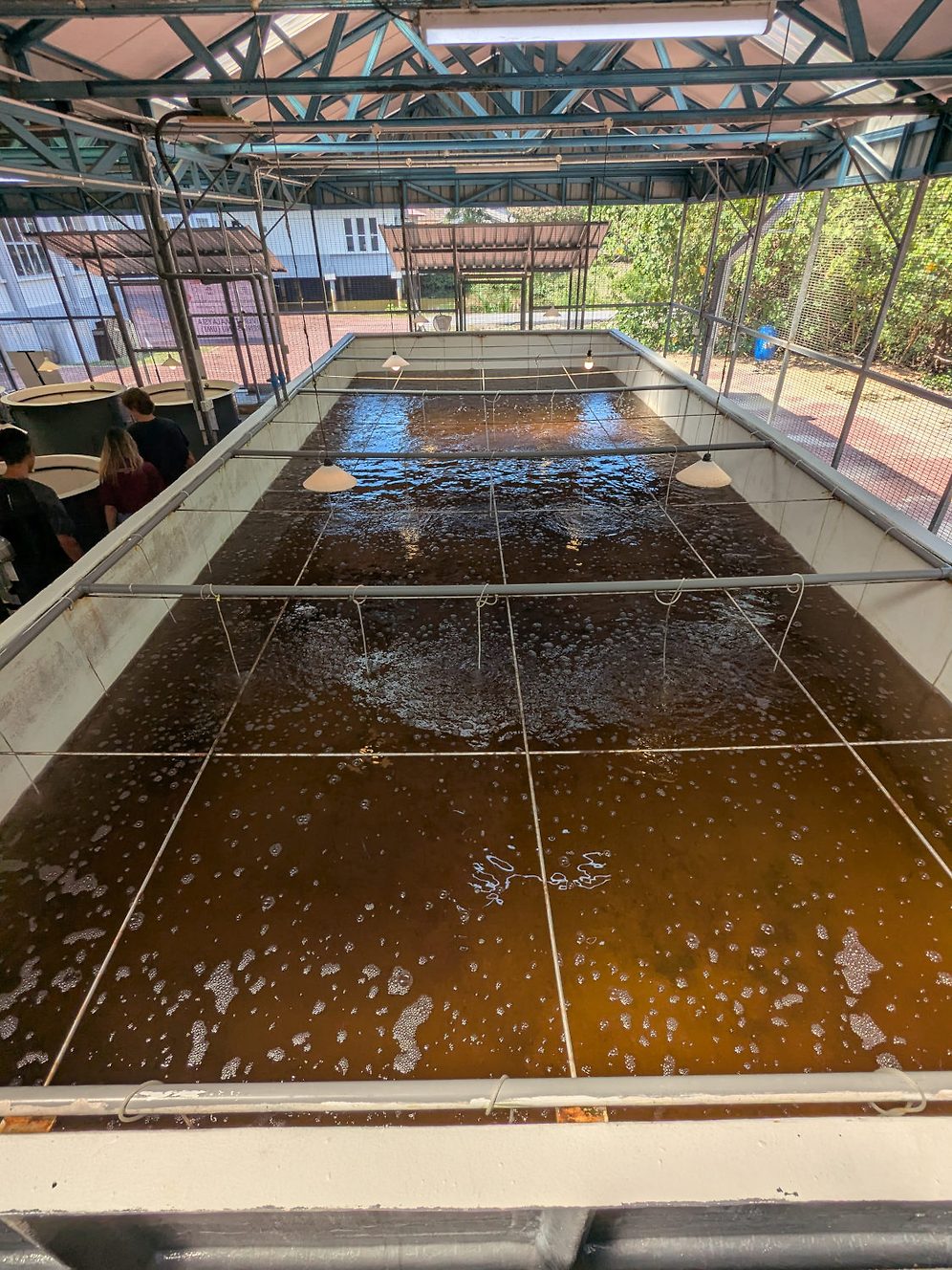 Artemia biomass tank, UMT Artemia hatchery