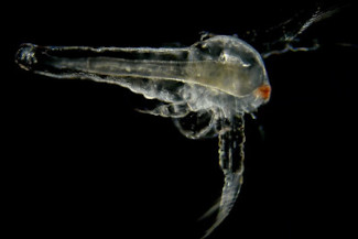 Fact sheets on good Artemia hatchery practices